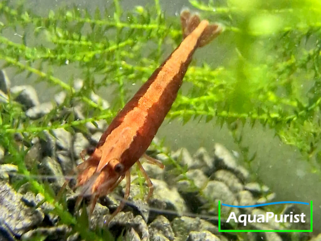 Bloody Mary True Neon Garnele (Neocaridina davidi) (6) Bloody Mary True Neon Garnele (Neocaridina davidi)