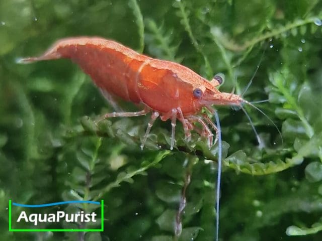Bloody Mary True Neon Garnele (Neocaridina davidi) (7) Bloody Mary True Neon Garnele (Neocaridina davidi)