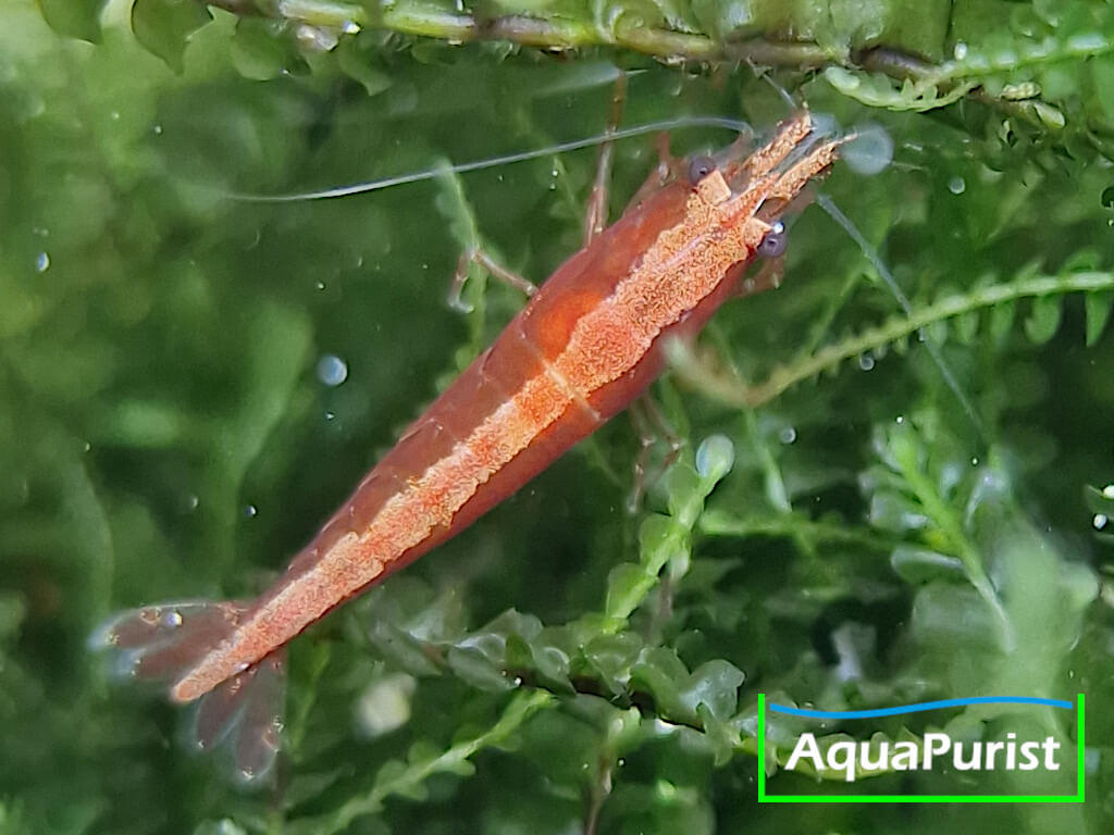 Bloody Mary True Neon Garnele (Neocaridina davidi) (8) Bloody Mary True Neon Garnele (Neocaridina davidi)