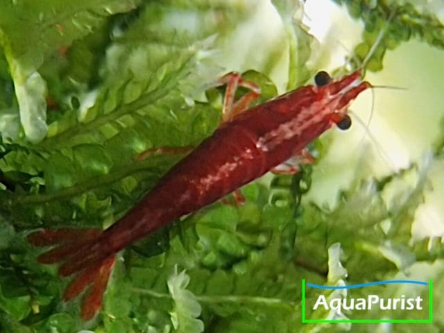 Bloody Mary True Neon Garnele (Neocaridina davidi) (9) Bloody Mary True Neon Garnele (Neocaridina davidi)