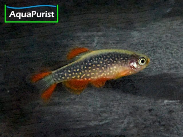 Perlhuhnbärblinge, Rasbora Galaxy, Danio margaritatus