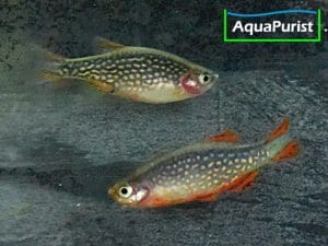 Perlhuhnbärblinge, Rasbora Galaxy, Danio margaritatus