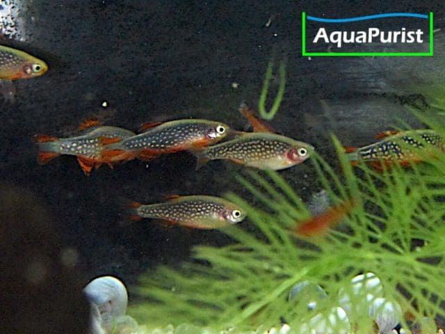 Perlhuhnbärblinge, Rasbora Galaxy, Danio margaritatus
