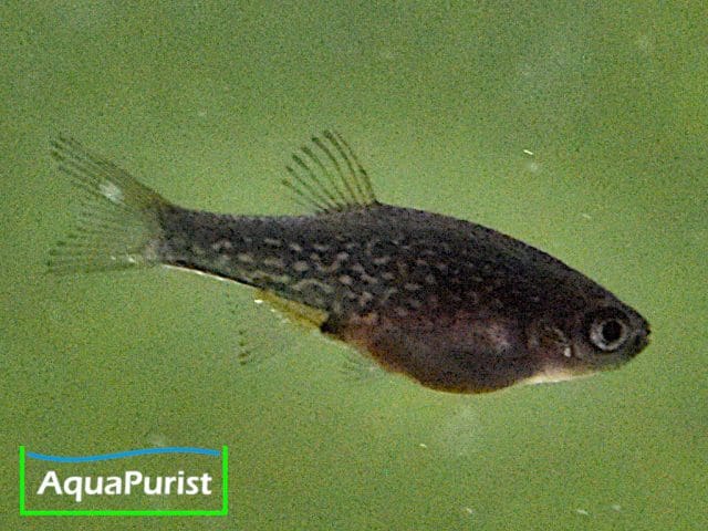 Perlhuhnbärblinge, Rasbora Galaxy, Danio margaritatus