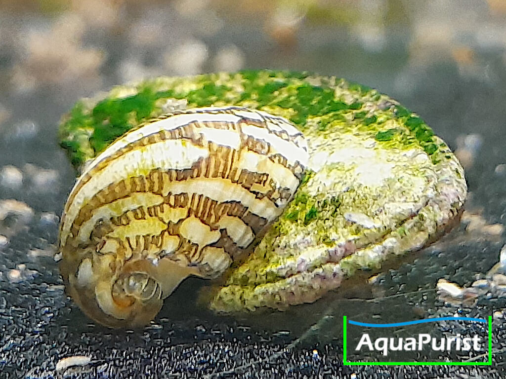 Kahnschnecke Theodoxus fluviatilis