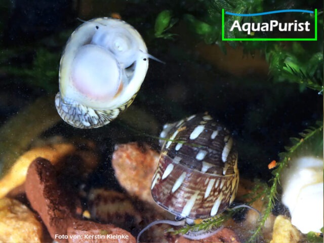 Gemeine Kahnschnecke (Theodoxus fluviatilis)