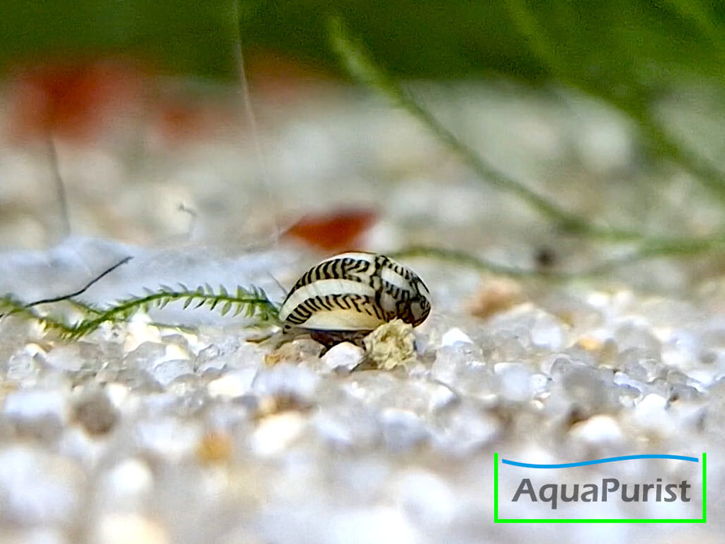 Kahnschnecke Theodoxus fluviatilis