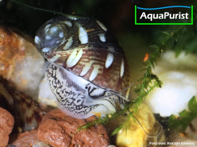 Gemeine Kahnschnecke (Theodoxus fluviatilis)