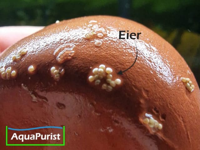 Kahnschnecken Eier Theodoxus fluviatilis