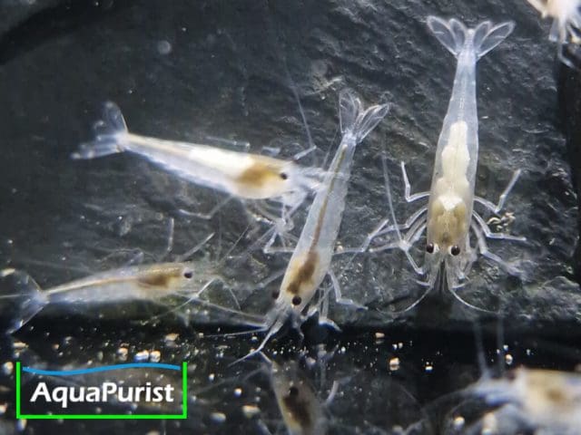 Amanogarnele SNOW (Caridina multidentata) - DNZ!