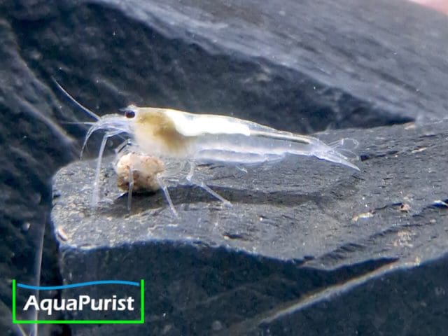 Amanogarnele SNOW (Caridina multidentata) - DNZ!