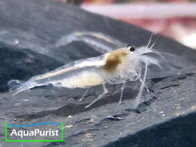 Amanogarnele SNOW (Caridina multidentata) - DNZ!