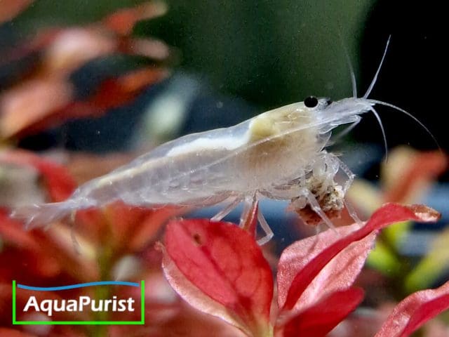 Amanogarnele SNOW (Caridina multidentata) - DNZ!