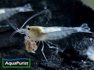 Amanogarnele SNOW (Caridina multidentata) - DNZ!