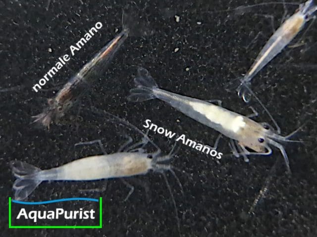 Amanogarnele SNOW (Caridina multidentata) - DNZ!