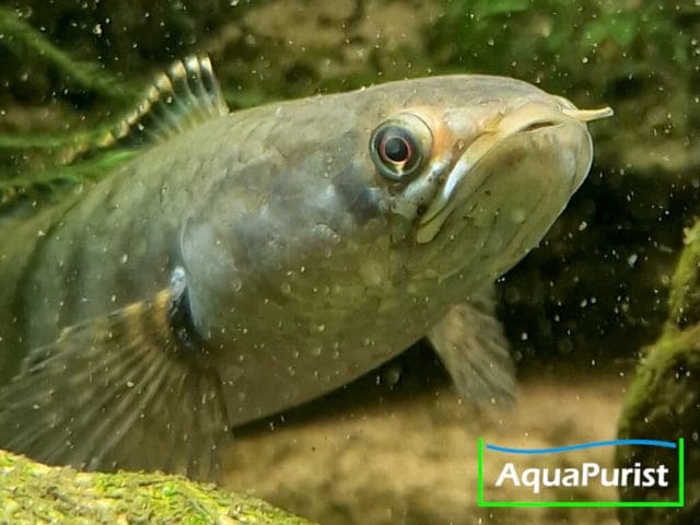 Cylon-Schlangenkopffisch,Channa orientalis, Kottawa Forest