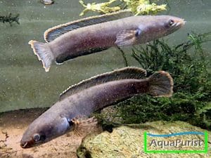 Cylon-Schlangenkopffisch,Channa orientalis, Kottawa Forest
