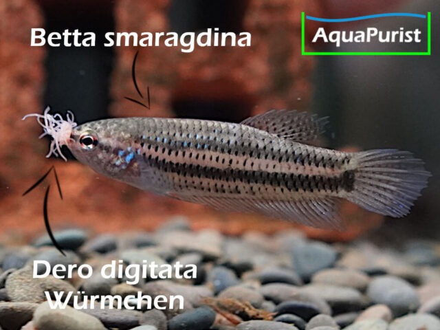 Mikrofex Dero digitata Würmer Lebendfutter werden von Betta smaragdina gefressen Mikrofex Dero digitata Würmer Lebendfutter werden von Betta smaragdina gefressen