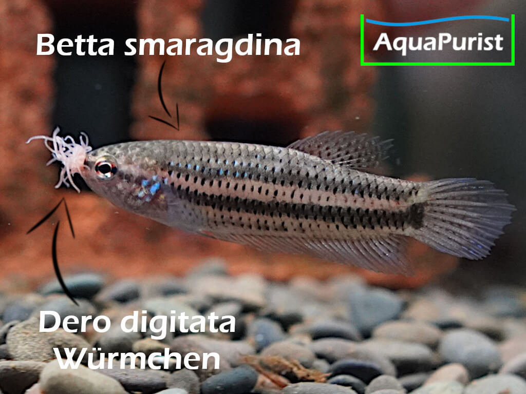 Mikrofex Dero digitata Würmer Lebendfutter werden von Betta smaragdina gefressen Mikrofex Dero digitata Würmer Lebendfutter werden von Betta smaragdina gefressen
