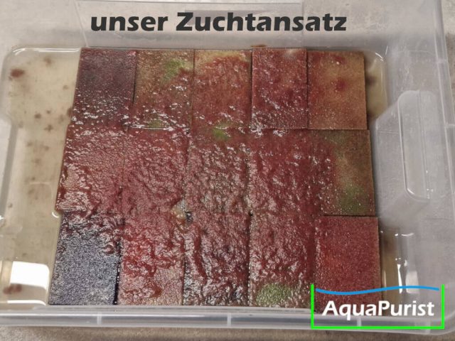 Mikrofex Dero digitata Würmer Lebendfutter