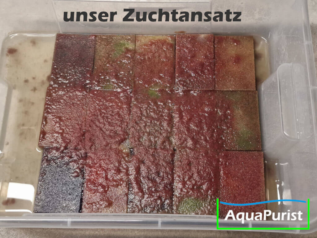 Mikrofex Dero digitata Würmer Lebendfutter