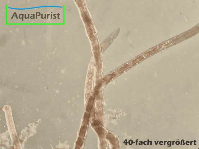 Mikrofex Dero digitata Würmer Lebendfutter