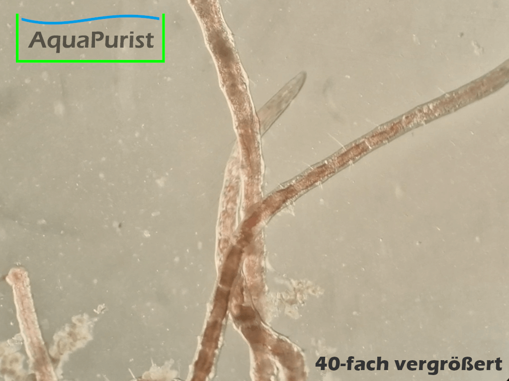 Mikrofex Dero digitata Würmer Lebendfutter