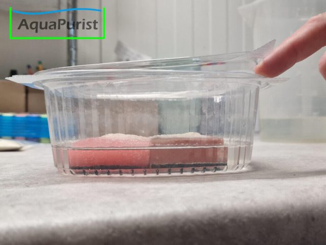 Mikrofex Dero digitata Würmer Lebendfutter