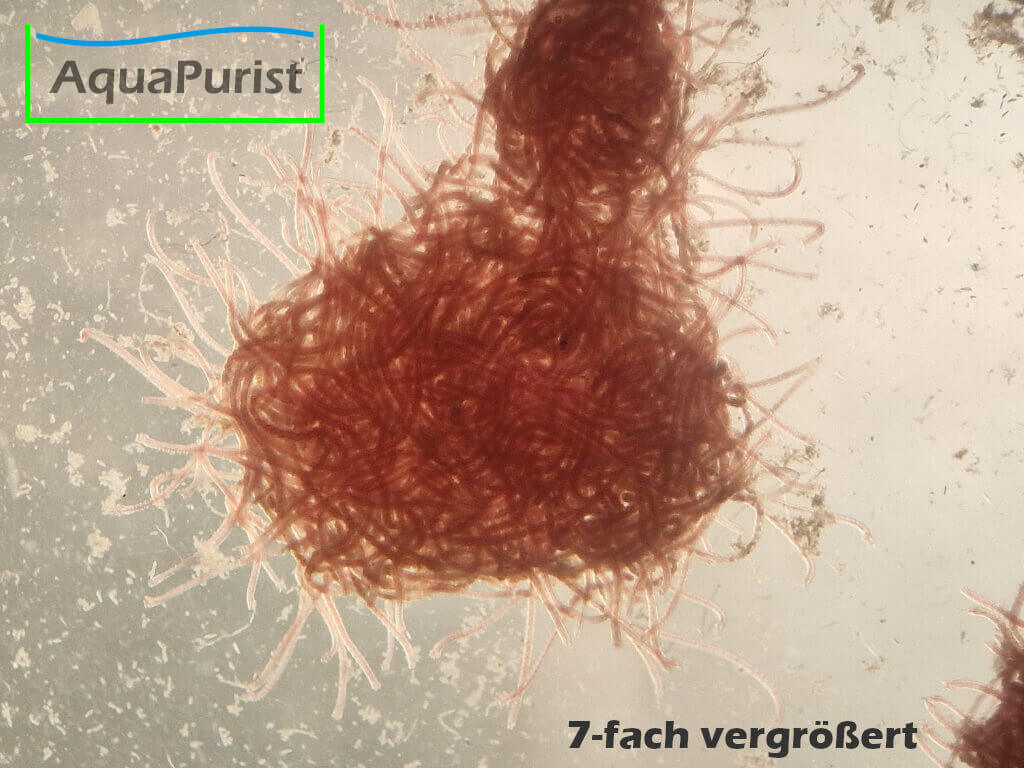 Mikrofex Dero digitata Würmer Lebendfutter
