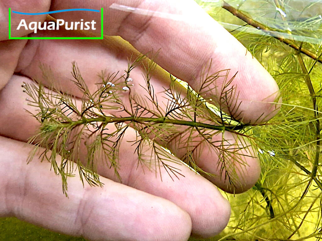 Roraima-Tausendblatt Myriophyllum