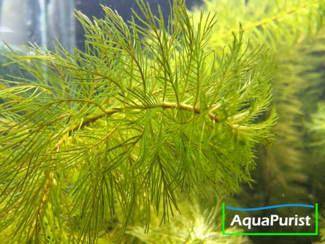 Roraima-Tausendblatt Myriophyllum