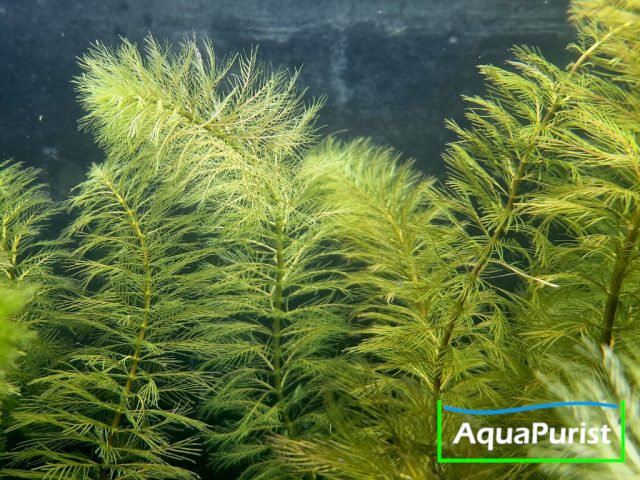 Roraima-Tausendblatt Myriophyllum