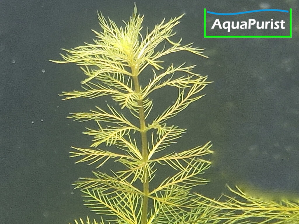 Roraima-Tausendblatt Myriophyllum