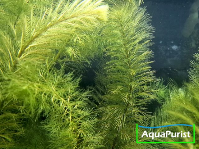 Roraima-Tausendblatt Myriophyllum
