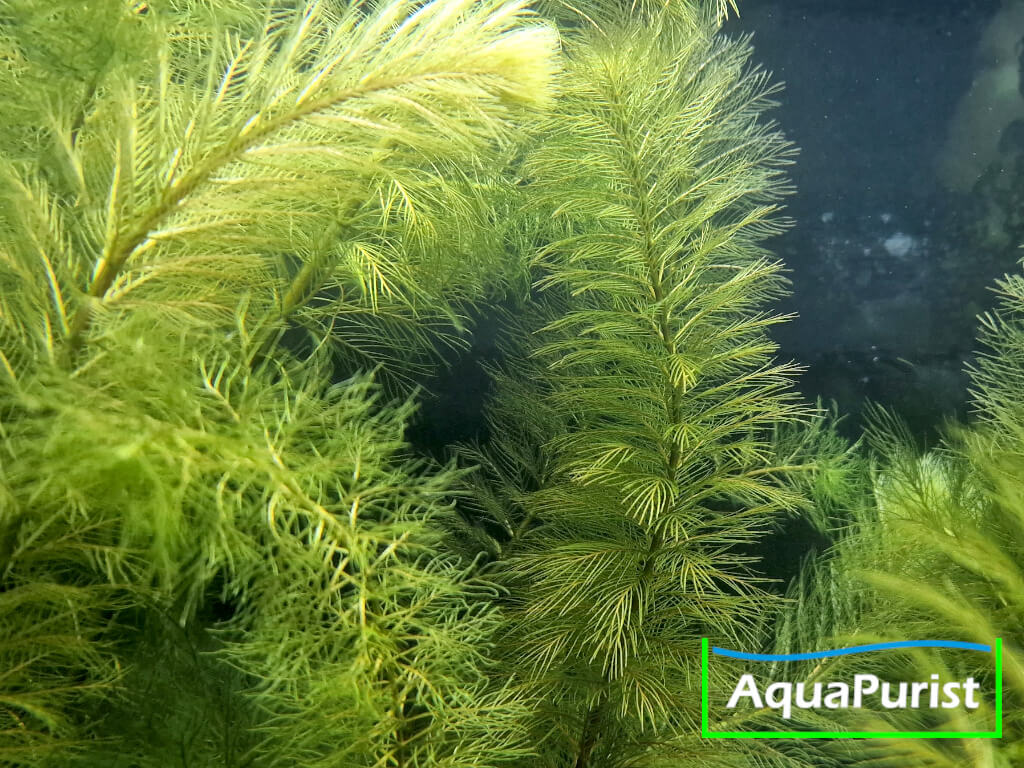Roraima-Tausendblatt Myriophyllum