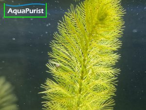 Roraima-Tausendblatt Myriophyllum