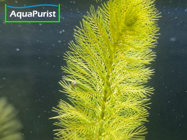 Roraima-Tausendblatt Myriophyllum