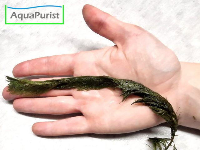 Roraima-Tausendblatt Myriophyllum