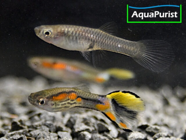 Endler Guppy Campoma No. 7 (Poecilia wingei)