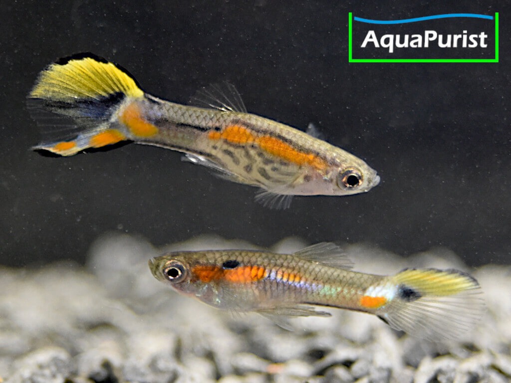 Endler Guppy Campoma No. 7 (Poecilia wingei)