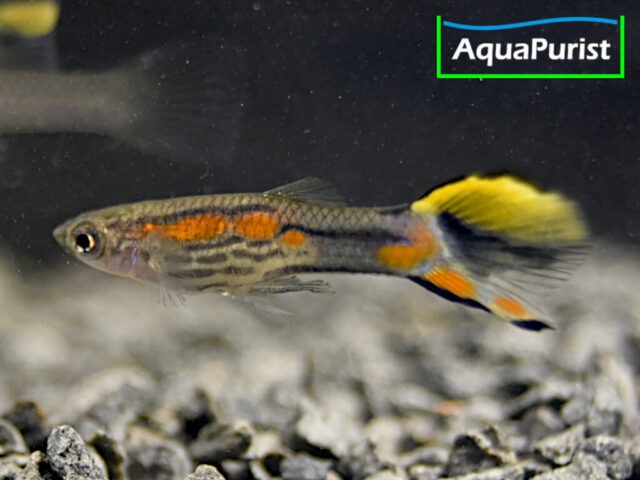 Endler Guppy Campoma No. 7 (Poecilia wingei)