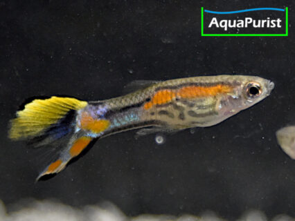 Endler Guppy Campoma No. 7 (Poecilia wingei)