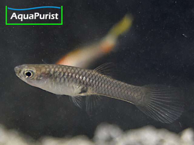 Endler Guppy Campoma No. 7 (Poecilia wingei)