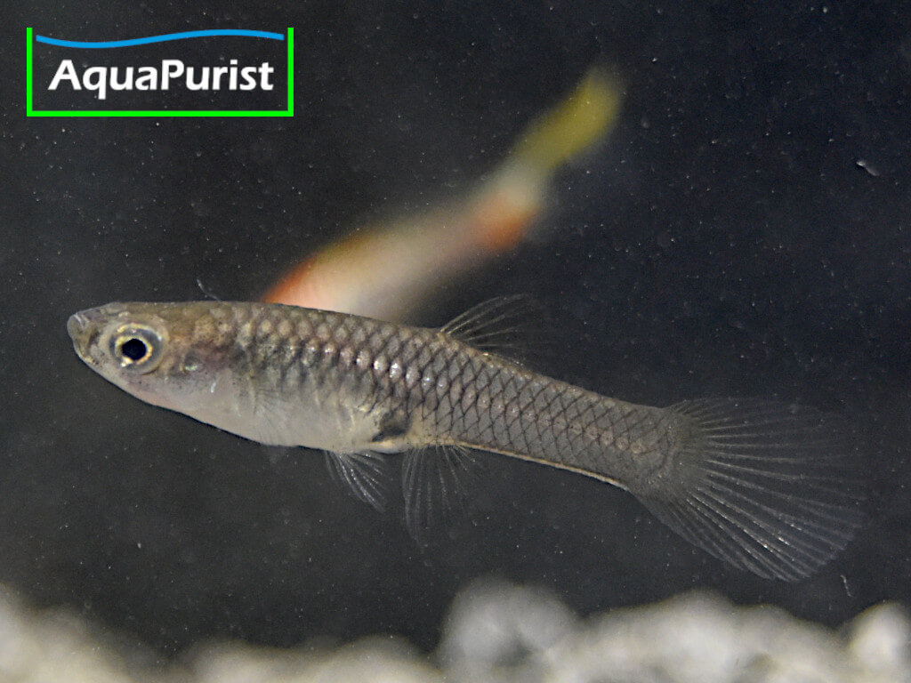 Endler Guppy Campoma No. 7 (Poecilia wingei)