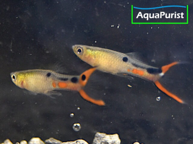 Endler Guppy (Poecilia wingei) – Cumana „El Dorado“