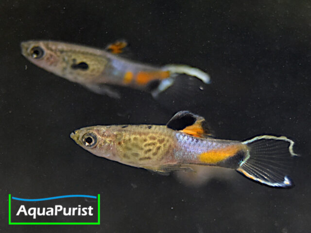 Endler Guppy „Snakeskin“ (Poecilia wingei) – Campoma No. 31
