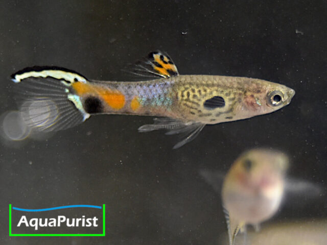 Endler Guppy „Snakeskin“ (Poecilia wingei) – Campoma No. 31