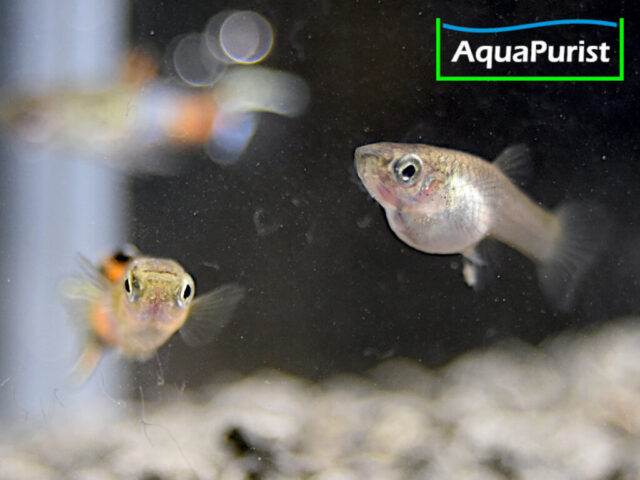 Endler Guppy „Snakeskin“ (Poecilia wingei) – Campoma No. 31