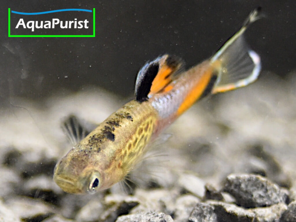 Endler Guppy „Snakeskin“ (Poecilia wingei) – Campoma No. 31