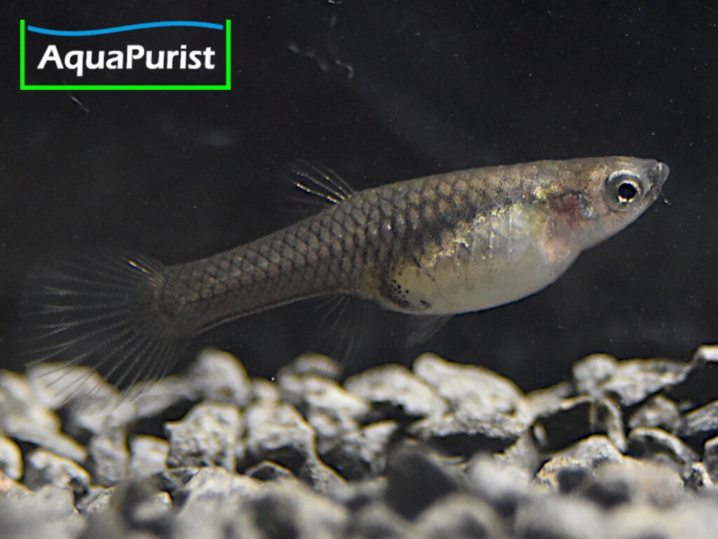 Endler Guppy „Snakeskin“ (Poecilia wingei) – Campoma No. 31